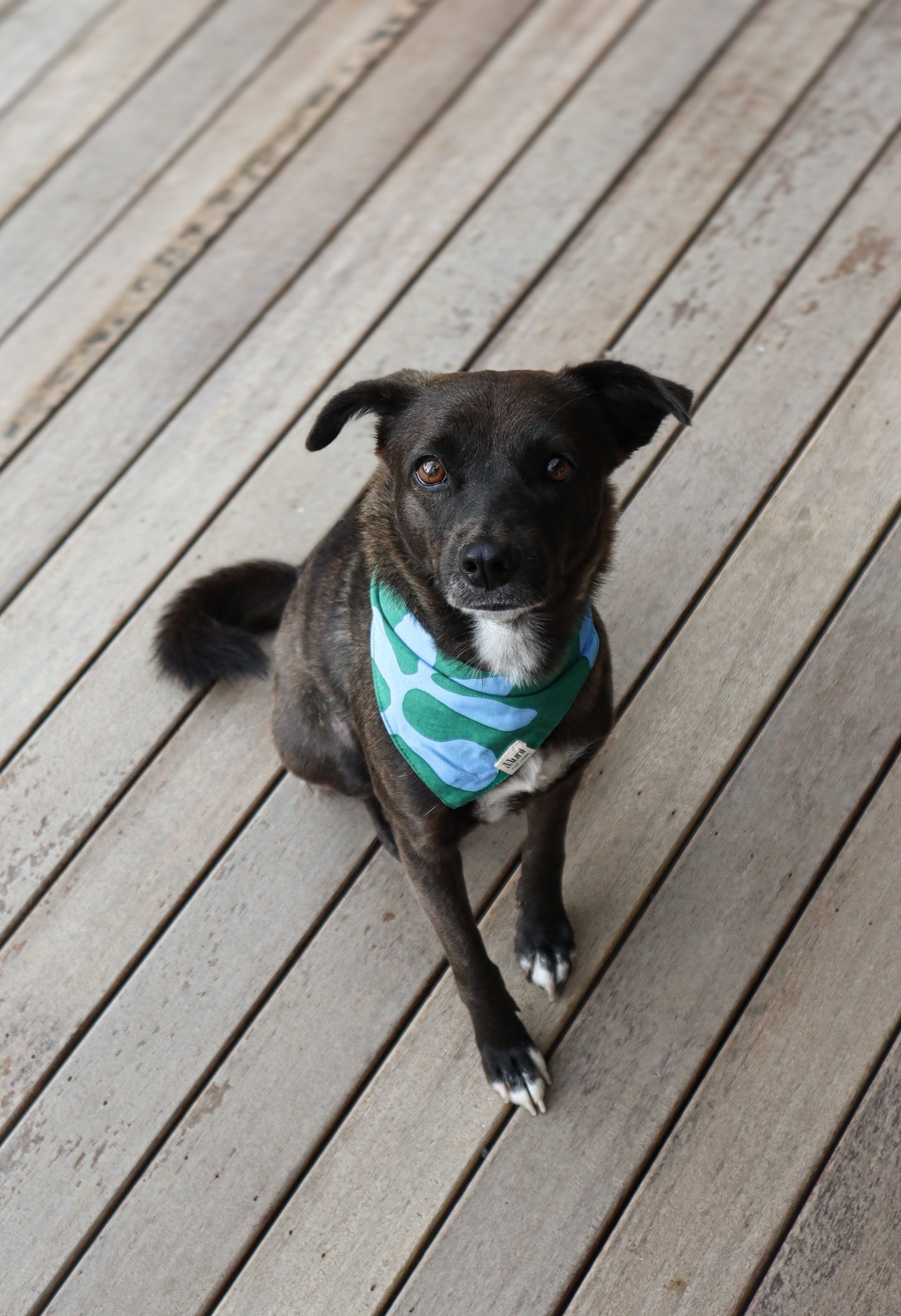 Muni The Label’s hondenbandana’s zijn voor alle honden – de perfecte touch voor een extra stijlvolle look.